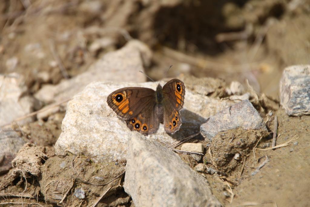 Restor Natura Malga Mondent Ξενοδοχείο Pracorno di Rabbi Εξωτερικό φωτογραφία